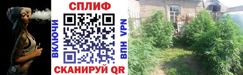 Шишки марихуана Amnesia  сколько стоит  Ессентукская 